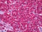 UBE2I / UBC9 Antibody (N-Terminus)